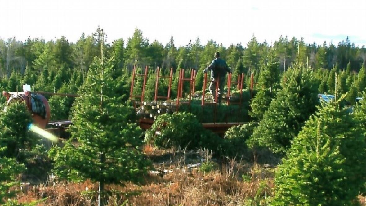 forest fire near kejimkujik burns entire christmas tree forest fire near kejimkujik burns entire christmas tree