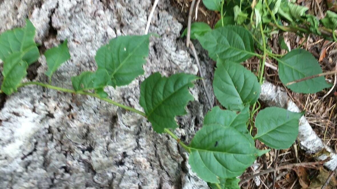 P.E.I. wooded areas being hit by treekilling vine Prince Edward