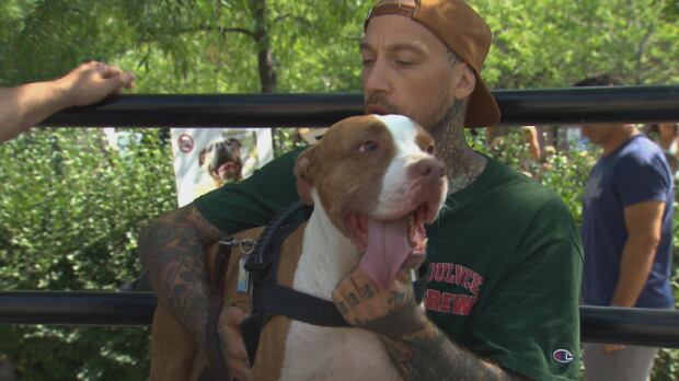 Judge orders temporary stay on Montreal's pit bull ban