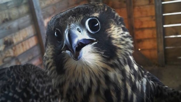 The peregrine falcon was injured on Canada Day and after care from the Atlantic Wildlife Institute, it was re-released into the wild