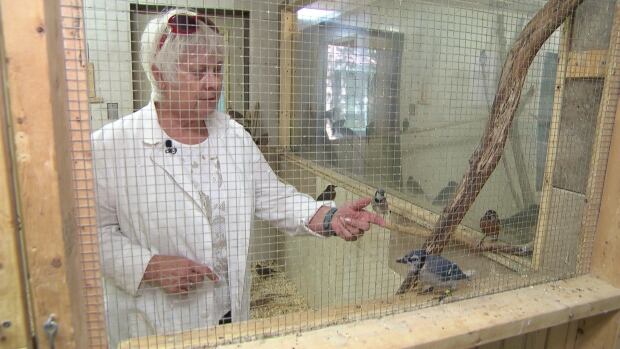 Barbara Adams, a volunteer and board member with the Wild Bird Care Centre in Ottawa, says the sanctuary has received a higher-than-usual number of sick and injured birds in 2016.