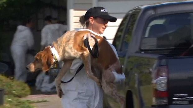 45 dogs also seized in langley raid spca confirms 45 dogs also seized in langley raid spca confirms