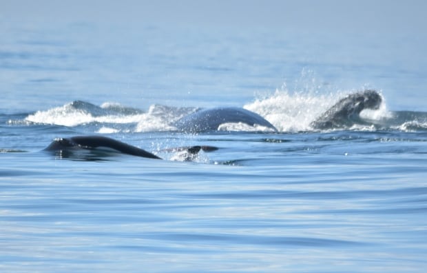 Humpbacks v. Bigg's killer whales v. Steller sea lion! Humpback