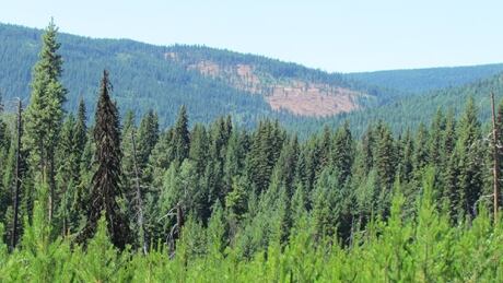 The lodgepole pine and interior spruce share the same set of 47 genes used to adapt to varying climates. A lodgepole pine in the foreground with spruce forest in the background. Tree Genes