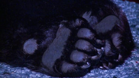RCMP officers say the bear died of its injuries related to the crash. BEAR KILLED IN NORTH VANCOUVER
