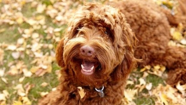 Study to look at benefits of therapy dog for NAIT students hounded by ...