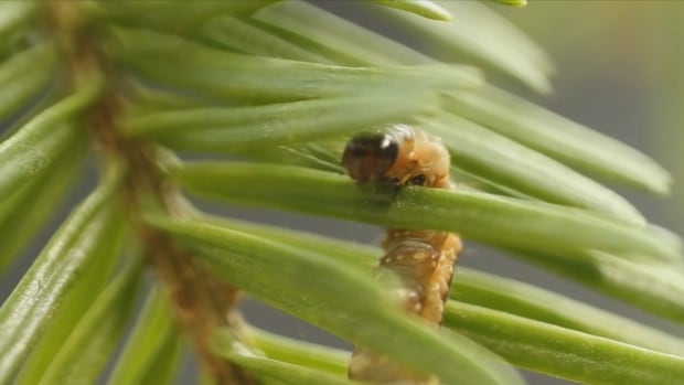 N.B. forests have dodged a devastating infestation bullet, insect expert says | CBC News 1 N.B. forests have dodged a devastating infestation bullet, insect expert says | CBC News