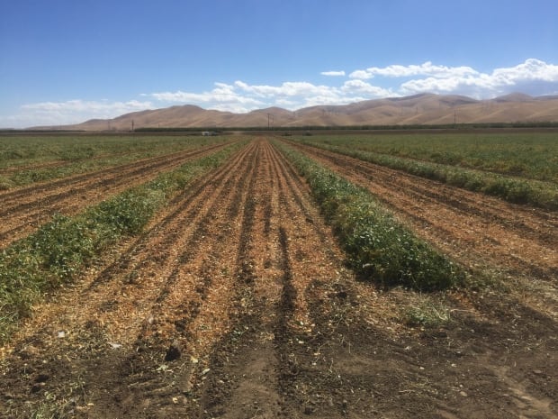 San Joaquin Valley - Farmland-12