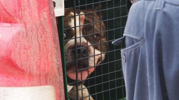 A 52-year-old woman and her 7-year-old granddaughter were taken to hospital with injuries after being hurt by a dog on Friday.