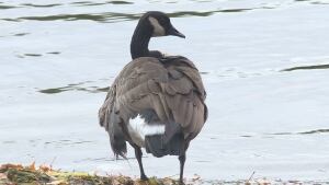 injured goose