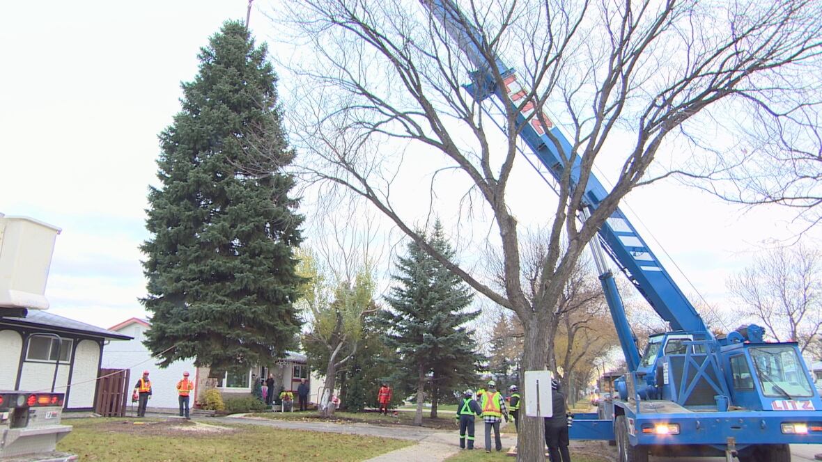 tis the season giant christmas tree goes up at winnipeg tis the season giant christmas tree goes up at winnipeg