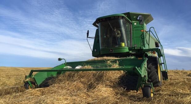 Combine harvesting barley