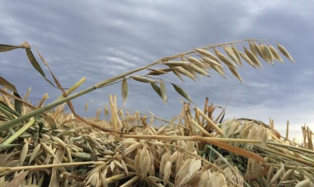 Barley photo