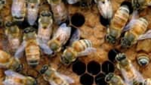 About 58 per cent of Ontario bees died this winter.