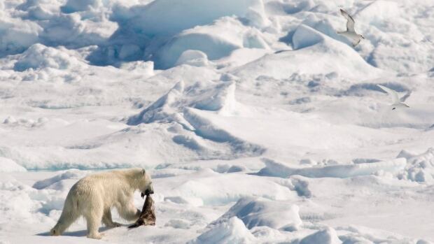 Is the Arctic's North Water Polynya living on borrowed time? | CBC News 1 Is the Arctic's North Water Polynya living on borrowed time? | CBC News