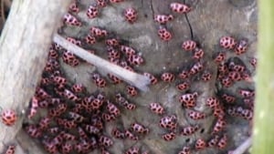 hi-ott-ladybugs-852