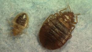 hi-bedbugs