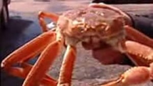 pe-si-snow-crab-220