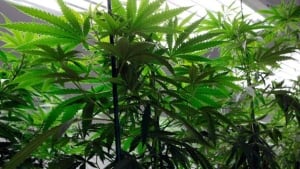 hi-bc-archive-marijuana-grow-op-ed-andrieski-ap