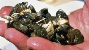 hi-ottawa-zebra-mussels-852