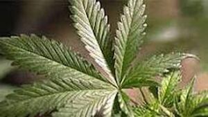 hi-852-pot-cbc