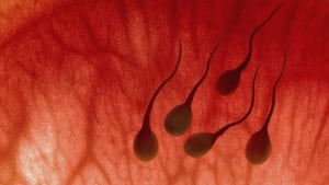 hi-sperm-istock-852