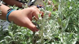 hi-sage-garden-852