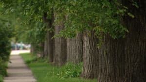 mi-wpg-elm-trees-file