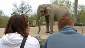 hi-852-elephant-toronto-zoo