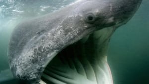 hi-nb-basking-shark-cp-6696015-852