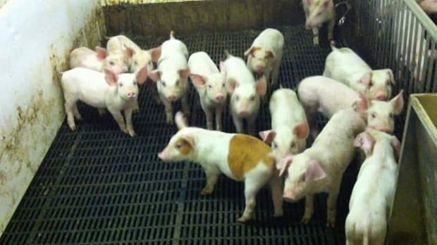 pe-hi-piglets