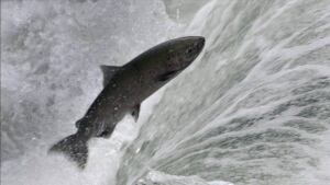 hi-chinook-salmon-cp0252715