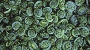 pe-hi-fiddleheads