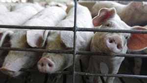 hi-pigs-bacon-852-03356138