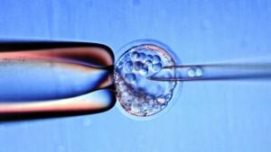 hi-stem-cell-afp