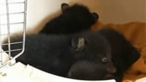 nb-bear-cubs-springfield
