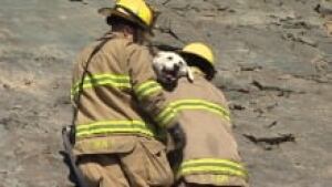 ns-dumas-dog_220x124_1