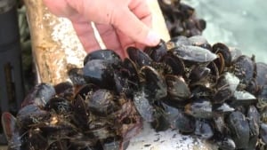 hi-mussels-820
