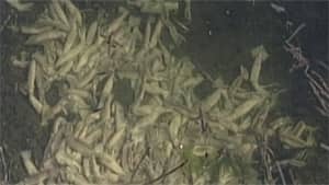 mi-bc-130401-dead-squid-gorge-waterway-victoria