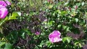 si-nb-rose-bushes-220
