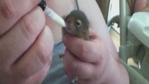 ns-squirrels-620