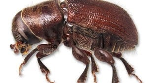 hi-mountain-pine-beetle-cp-4col