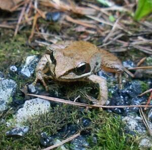 sm-300-wood_frog-emilyk-wikimediacommons