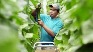 hi-migrant-workers-852-8col-8col