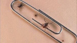 li-ticks-stages-getty-620-51093188
