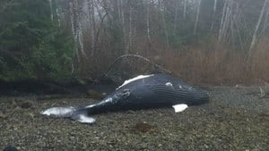 hi-bc-130329-humpback-whale-4col