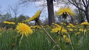 hi-wdr-dandelion-cu-4col