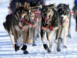 mi-iditarod-2013-ap