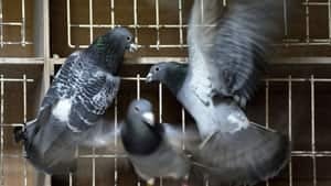 300-pigeon-cp-04461281