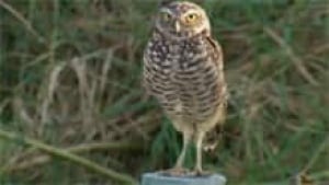 ns-si-burrowing-owl-220